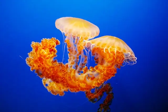 coverimage from Unsplash